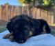 German Shepherd Puppies for sale in Sacramento, CA 95824, USA. price: $1,200