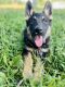 German Shepherd Puppies for sale in Gretna, VA 24557, USA. price: $950