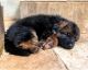 German Shepherd Puppies for sale in Springfield, MO 65804, USA. price: $3,000