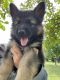 German Shepherd Puppies for sale in Maryville, TN, USA. price: $400