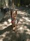 German Shepherd Puppies for sale in Trenton, TN 38382, USA. price: $1,500