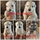 German Shepherd Puppies for sale in Dalton, NE 69131, USA. price: NA
