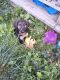 German Shepherd Puppies for sale in Herndon, WV 24736, USA. price: $300