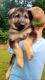 German Shepherd Puppies for sale in Thaxton, VA 24174, USA. price: $700