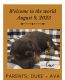 German Shepherd Puppies for sale in Stanardsville, VA 22973, USA. price: $750