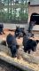 German Shepherd Puppies for sale in Atlanta, GA, USA. price: $400