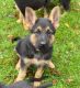 German Shepherd Puppies for sale in Conneautville, PA 16406, USA. price: $700