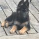 German Shepherd Puppies for sale in Kalamazoo, MI 49009, USA. price: $800