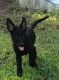 German Shepherd Puppies for sale in Webster, FL 33597, USA. price: $500