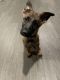 German Shepherd Puppies for sale in Alamogordo, NM 88310, USA. price: $800