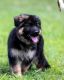 German Shepherd Puppies for sale in Spring City, TN 37381, USA. price: $3,500