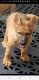German Shepherd Puppies for sale in Kinston, NC, USA. price: $800