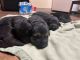 German Shepherd Puppies for sale in Miami, FL 33125, USA. price: $550
