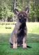 German Shepherd Puppies for sale in Batesburg-Leesville, SC, USA. price: $1,000