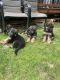 German Shepherd Puppies for sale in Puyallup, WA, USA. price: $600