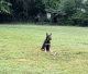 German Shepherd Puppies for sale in Spartanburg, SC, USA. price: NA