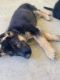 German Shepherd Puppies for sale in Sacramento, CA 95824, USA. price: $300