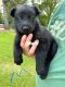 German Shepherd Puppies for sale in Decaturville, TN 38329, USA. price: $800