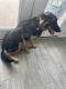 German Shepherd Puppies for sale in Fulshear, TX 77441, USA. price: $300