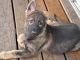 German Shepherd Puppies for sale in Lansing, MI, USA. price: $700