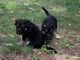 German Shepherd Puppies for sale in Traverse City, MI, USA. price: $3,000