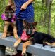German Shepherd Puppies for sale in Elizabethtown, KY, USA. price: NA
