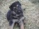 German Shepherd Puppies for sale in Eastman, GA 31023, USA. price: $31,023