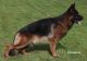 German Shepherd Puppies for sale in Manton, MI 49663, USA. price: $2,500