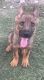 German Shepherd Puppies for sale in Anna, TX 75409, USA. price: NA