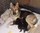German Shepherd Puppies for sale in Johnstown, PA, USA. price: $100,000