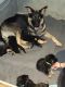 German Shepherd Puppies for sale in Lakewood, CO, USA. price: $1,200