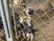 German Shepherd Puppies for sale in Montvale, VA, USA. price: $300