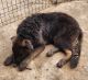 German Shepherd Puppies for sale in Granbury, TX, USA. price: $150