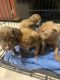 German Shepherd Puppies for sale in Stone Mountain, GA, USA. price: $250