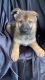 German Shepherd Puppies for sale in Valley, AL 36854, USA. price: $1,000