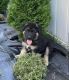 German Shepherd Puppies for sale in Dearborn Heights, MI, USA. price: $600