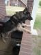 German Shepherd Puppies for sale in Greenville, NC, USA. price: $580