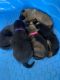 German Shepherd Puppies for sale in Lafayette, LA, USA. price: $850
