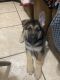 German Shepherd Puppies for sale in Cocoa, FL, USA. price: $1,000