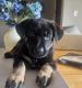 German Shepherd Puppies for sale in Plantersville, TX 77363, USA. price: $800