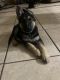 German Shepherd Puppies for sale in Cocoa, FL, USA. price: $800
