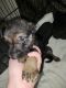German Shepherd Puppies for sale in Apache Junction, AZ, USA. price: $300