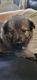 German Shepherd Puppies for sale in UT-93, Woods Cross, UT, USA. price: NA