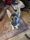 German Shepherd Puppies for sale in Fontana, CA, USA. price: $1,000