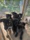 German Shepherd Puppies for sale in Hoschton, GA 30548, USA. price: $800