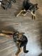 German Shepherd Puppies for sale in Peachtree Corners, GA, USA. price: $1,000