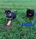 German Shepherd Puppies for sale in McGee Crossroads, NC 27501, USA. price: $1,200