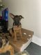 German Shepherd Puppies for sale in Baltimore, MD, USA. price: $1,000