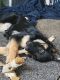 German Shepherd Puppies for sale in Spokane, WA 99205, USA. price: $650