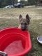 German Shepherd Puppies for sale in Peebles, OH 45660, USA. price: $600